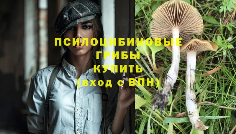 Галлюциногенные грибы Magic Shrooms  закладка  Вышний Волочёк 